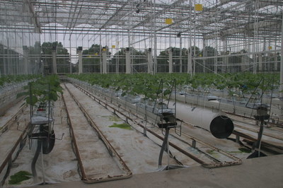 中國未來農業一窺 生態農業開發的機遇、路徑與愿景