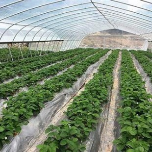 生態農業新體驗 楠之林雪生態農業園與南岸冬草莓采摘基地的綠色魅力