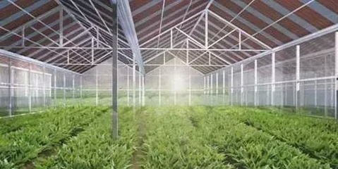 新型分布式“光伏+”模式 生態農業開發，讓光伏電站更具生命力
